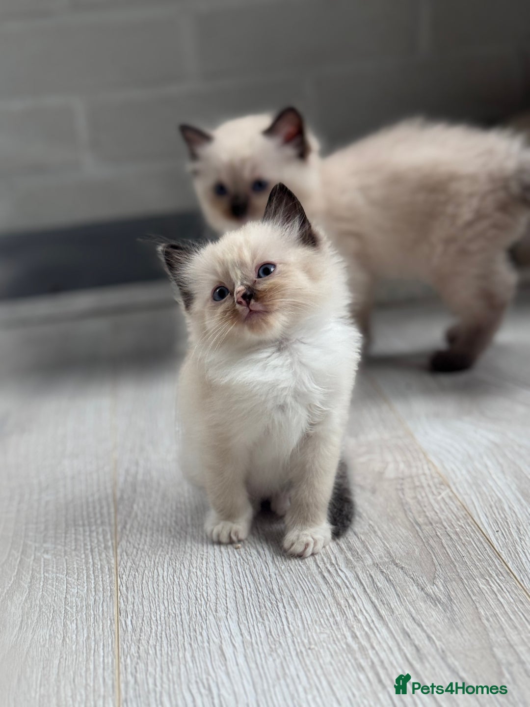 Ragdoll cats for sale: Mitted & Blue Point Kittens🦋 - Image 1