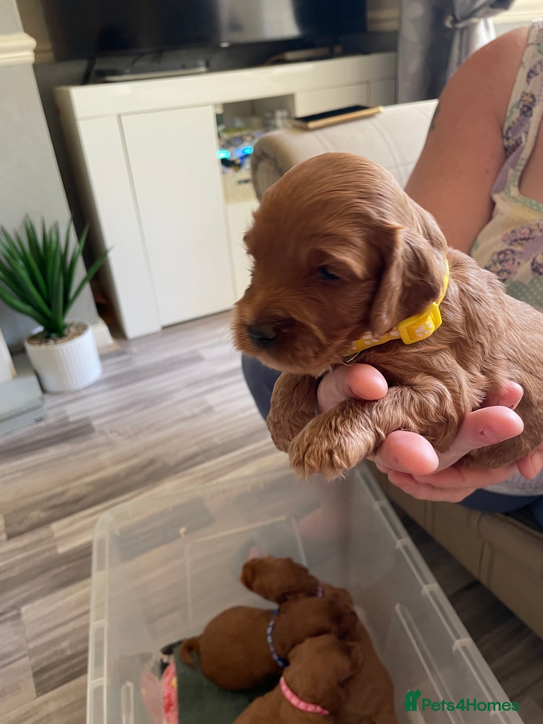 Cockapoo dogs for sale: * health tested through parentage*F1 Cockapoo - Image 10