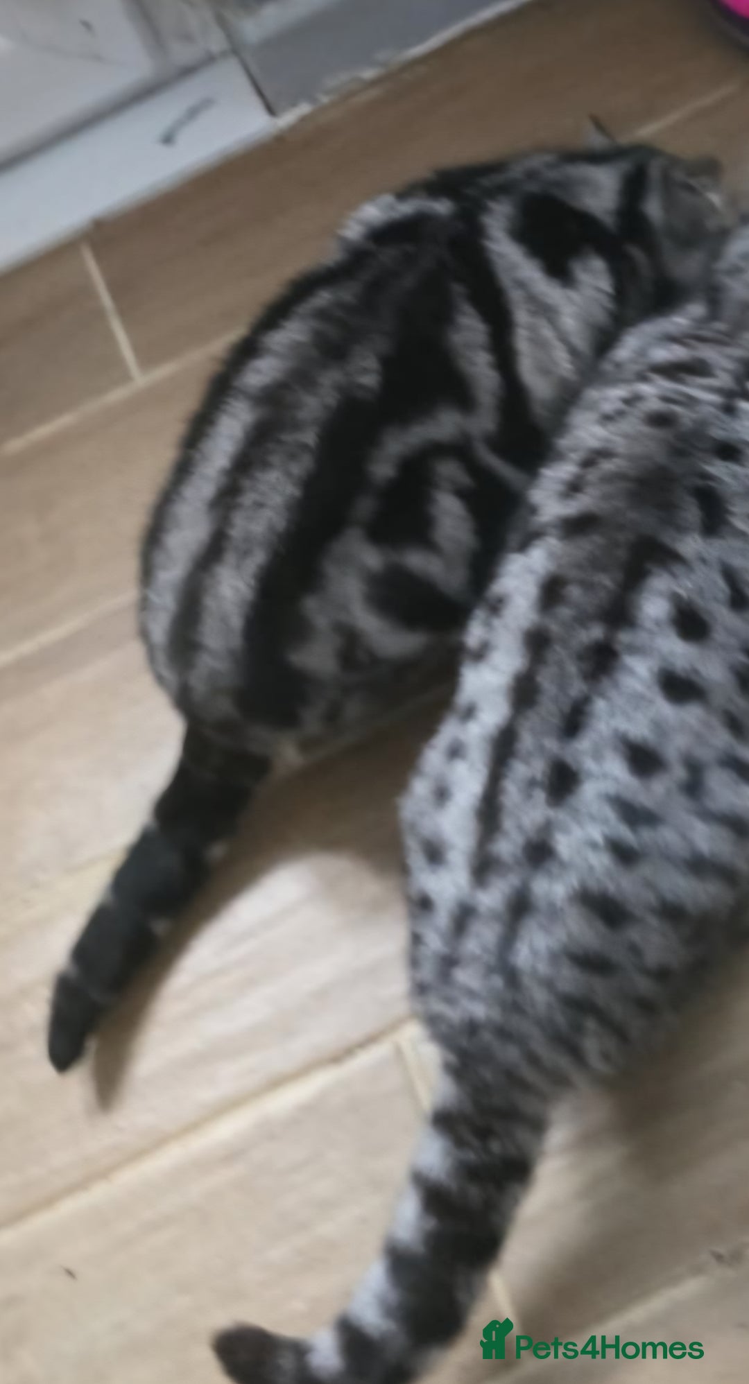 British Shorthair cats for sale: Beautiful bsh silver tabby  - Advert 3