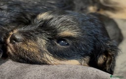 Yorkiepoo dogs for sale: 1x Yorkiepoo F2 Girl Puppy remaining  - Image 12
