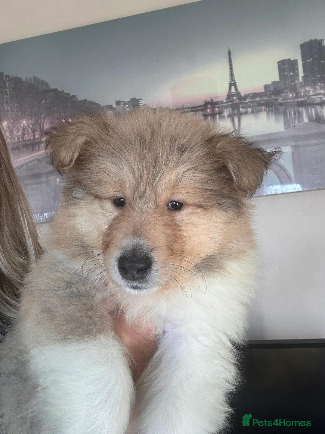 Rough Collie dogs for sale: Rough Collie Puppies  - Advert 6