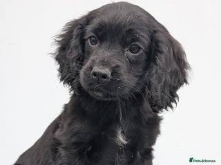 Cocker Spaniel dogs - Advert 2