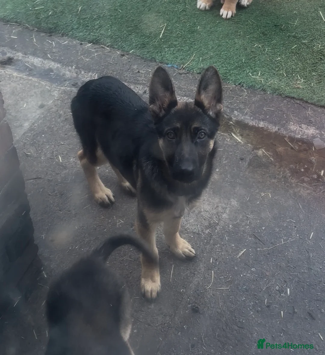 German Shepherd dogs for sale: Luna german shepherd  - Advert 5