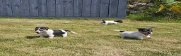 Jack Russell dogs for sale: Outstanding Jack Russell puppies - Advert 3