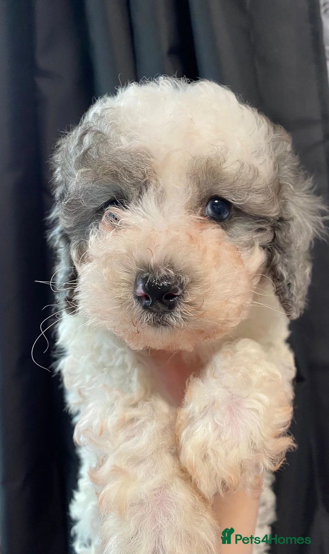 Cavapoo dogs for sale: Beautiful cavapoo puppies ready now - Advert 10