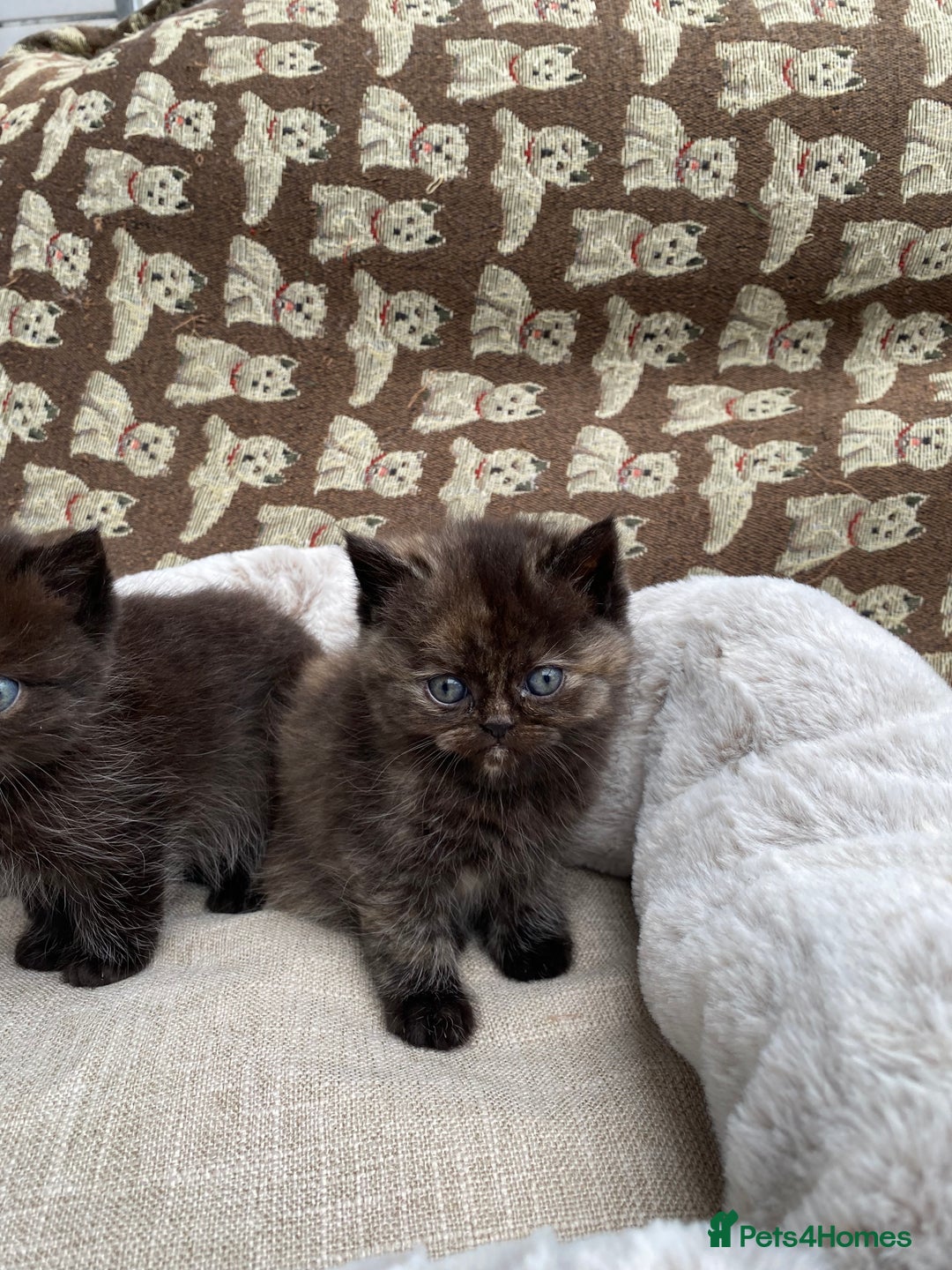 British Shorthair cats for sale: British Shorthair x Ragdoll kittens  - Image 12