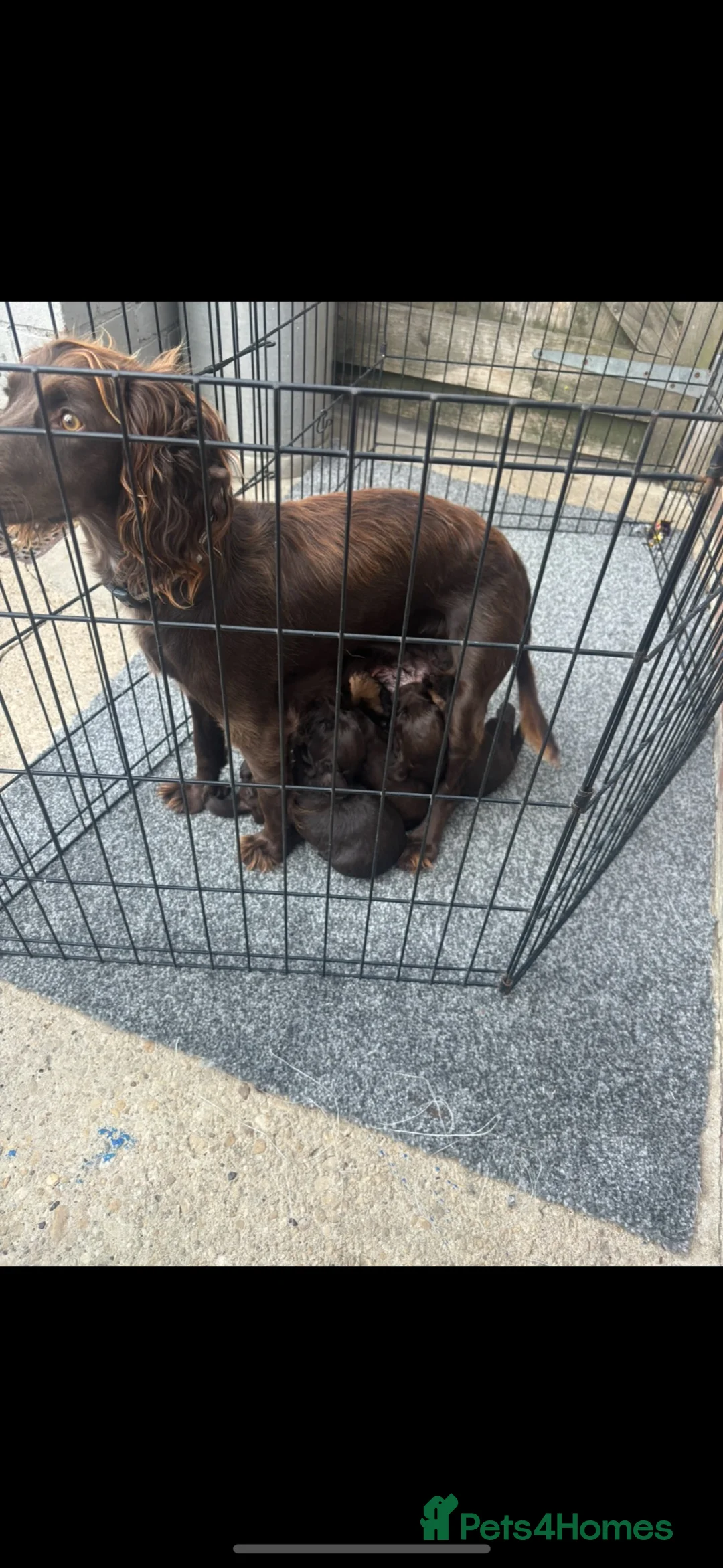 Cocker Spaniel dogs for sale: Last 2 cute, cocker spaniel puppies - Advert 1