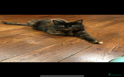 Mixed Breed cats for sale: Widgey  - Image 1