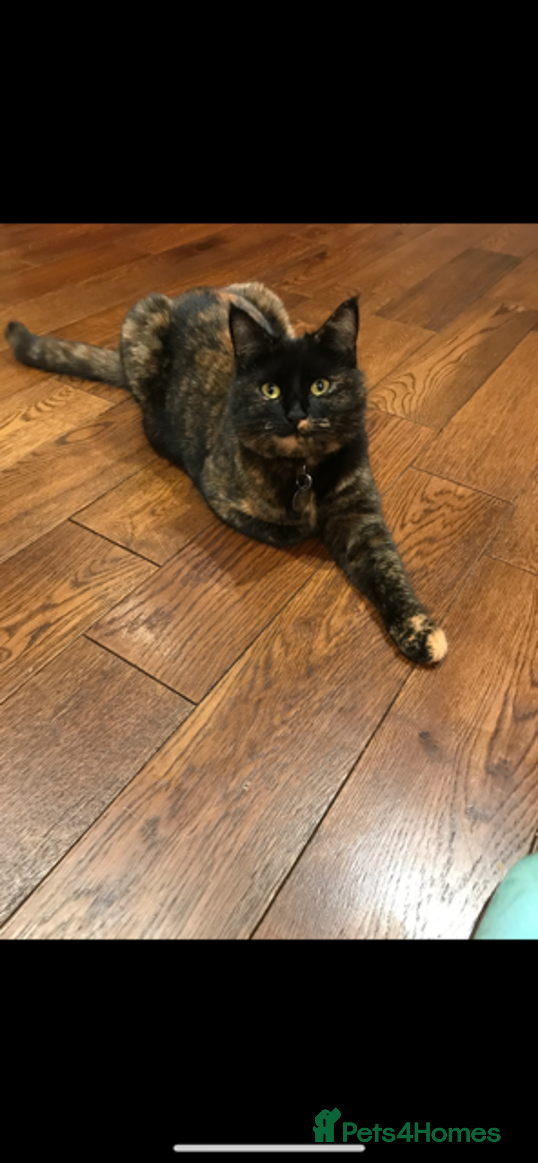 Mixed Breed cats for sale: Widgey  - Image 1