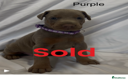 Dobermann dogs for sale: Kc Isabella Doberman puppies  - Image 11