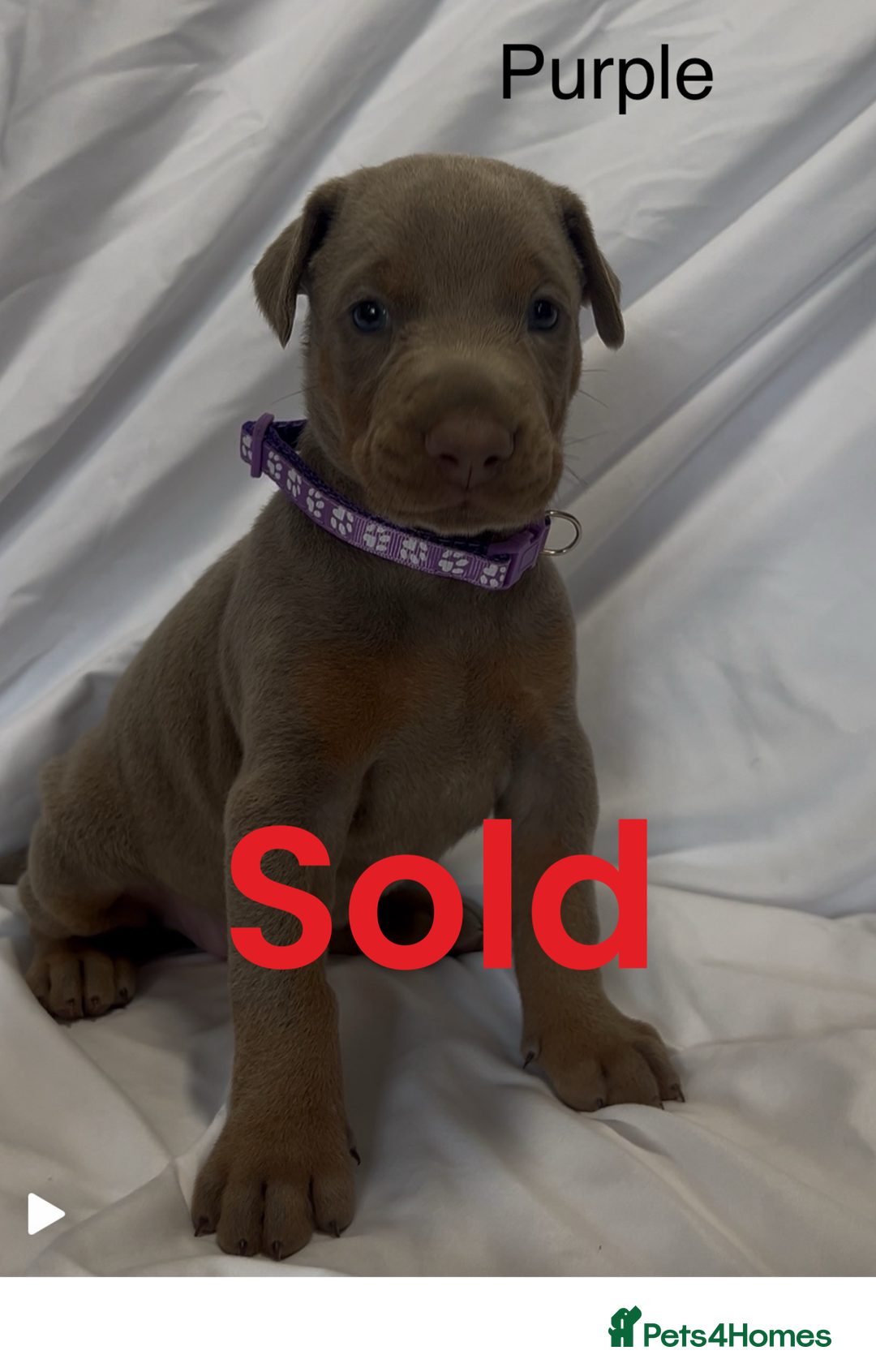 Dobermann dogs for sale: Kc Isabella Doberman puppies  - Image 11