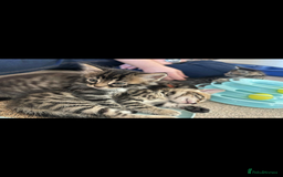 Bengal cats for sale: Bengal x - Image 6