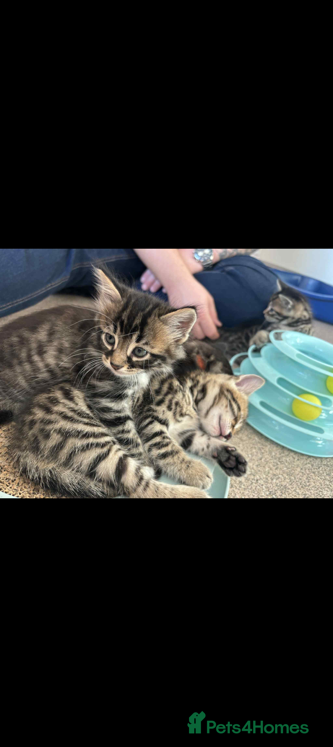 Bengal cats for sale: Bengal x - Image 6