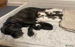 Mixed Breed dogs for sale: Staffordshire bull terrier cross - Advert 9