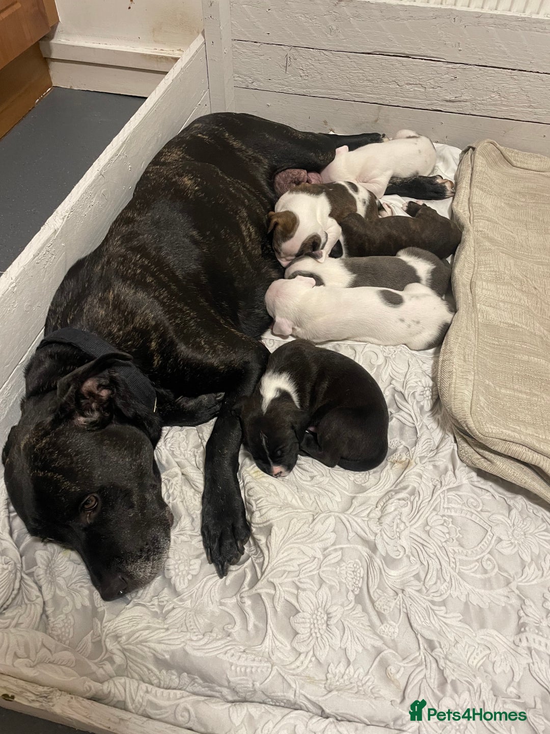 Mixed Breed dogs for sale: Staffordshire bull terrier cross - Advert 9