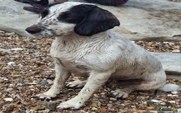 Cocker Spaniel dogs for sale: Beautiful cocker spaniel boys - Image 10