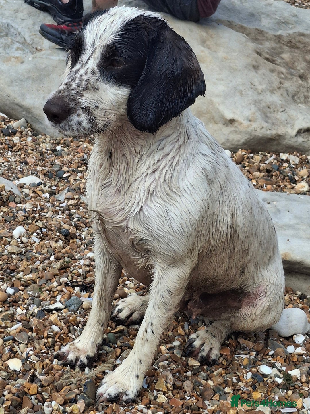 Cocker Spaniel dogs for sale: Beautiful cocker spaniel boys - Image 10