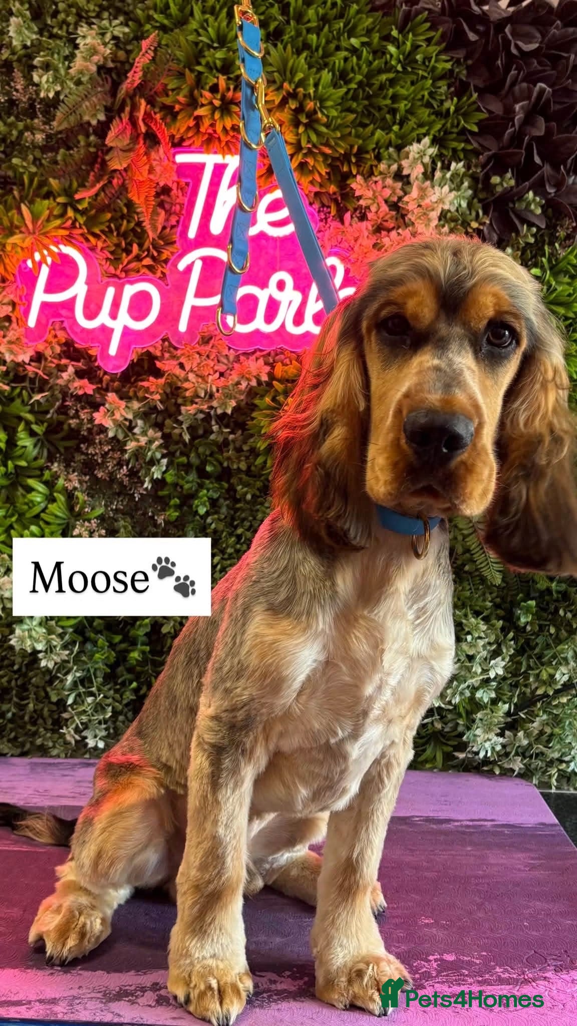Cocker Spaniel dogs 7 month old show cockerspaniel - Advert 8