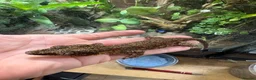 Gecko reptiles for sale: Male and unsexed red gargoyle geckos.  - Advert 5