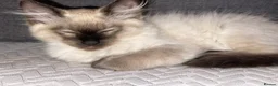 Ragdoll cats for sale:   READY NOW: Fluffy Blue-Eyed Ragdoll Boy! 💙 in Willenhall - Advert 6