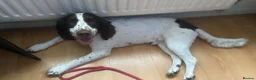 English Springer Spaniel dogs for sale: English springer spaniel pups for sale  in Nottingham - Advert 2