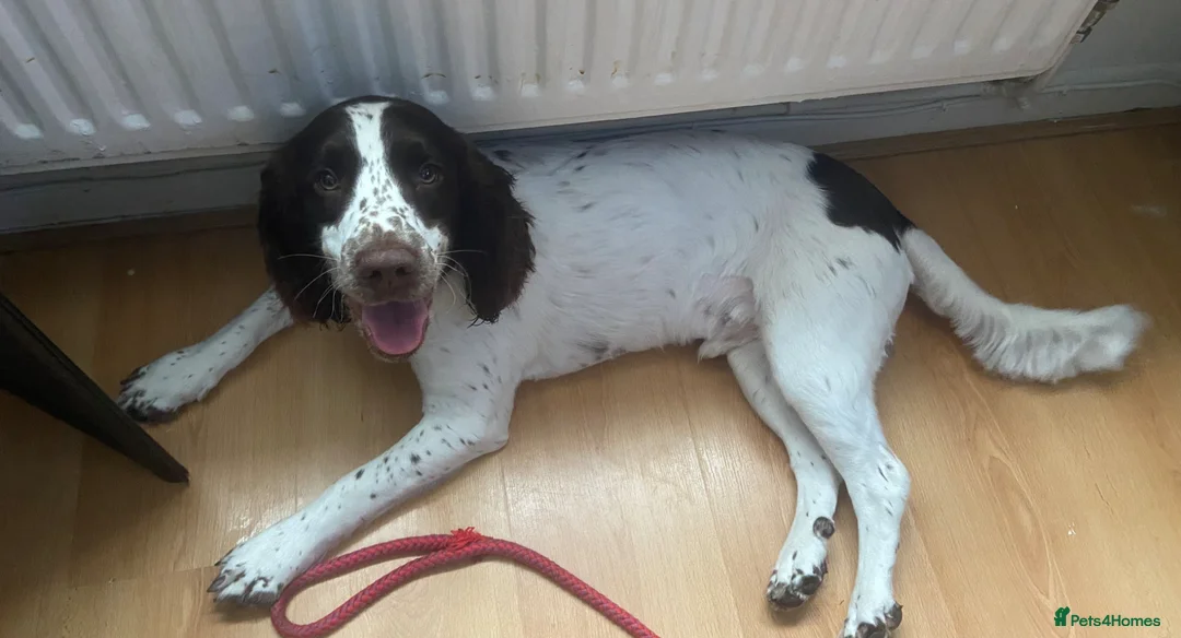 English Springer Spaniel dogs for sale: English springer spaniel pups for sale  in Nottingham - Advert 2