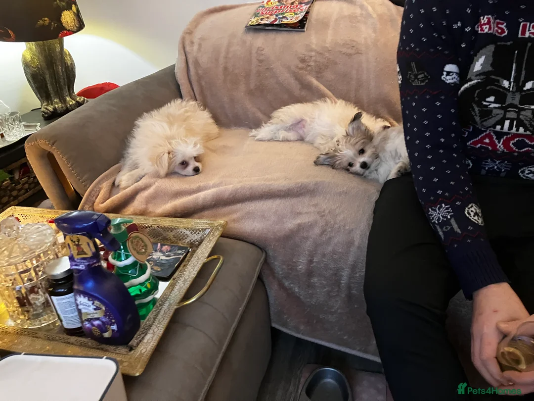 Mixed Breed dogs for sale: Malti-Pom Puppies - £1200 - 3 Left - Advert 10