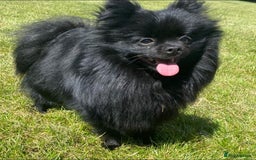 Pomchi dogs for sale: Primrose’s precious pomchi babies - Advert 22