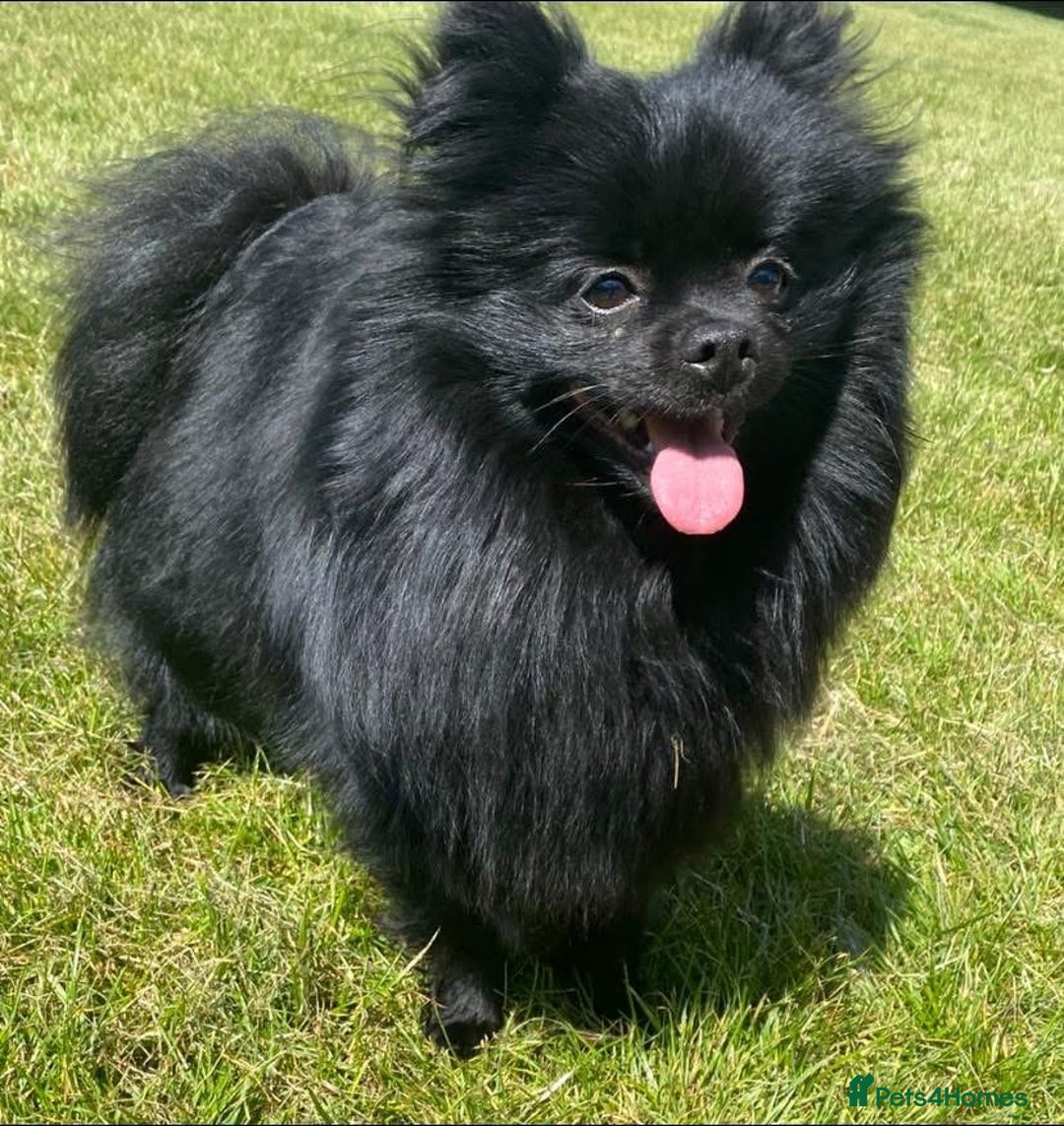 Pomchi dogs for sale: Primrose’s precious pomchi babies - Advert 22