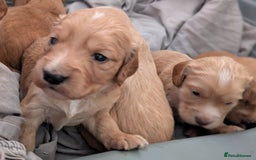 Cocker Spaniel dogs for sale: Golden and red working cocker spaniels  - Image 8