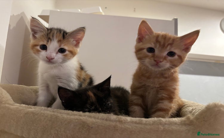 Mixed Breed cats - Advert 14
