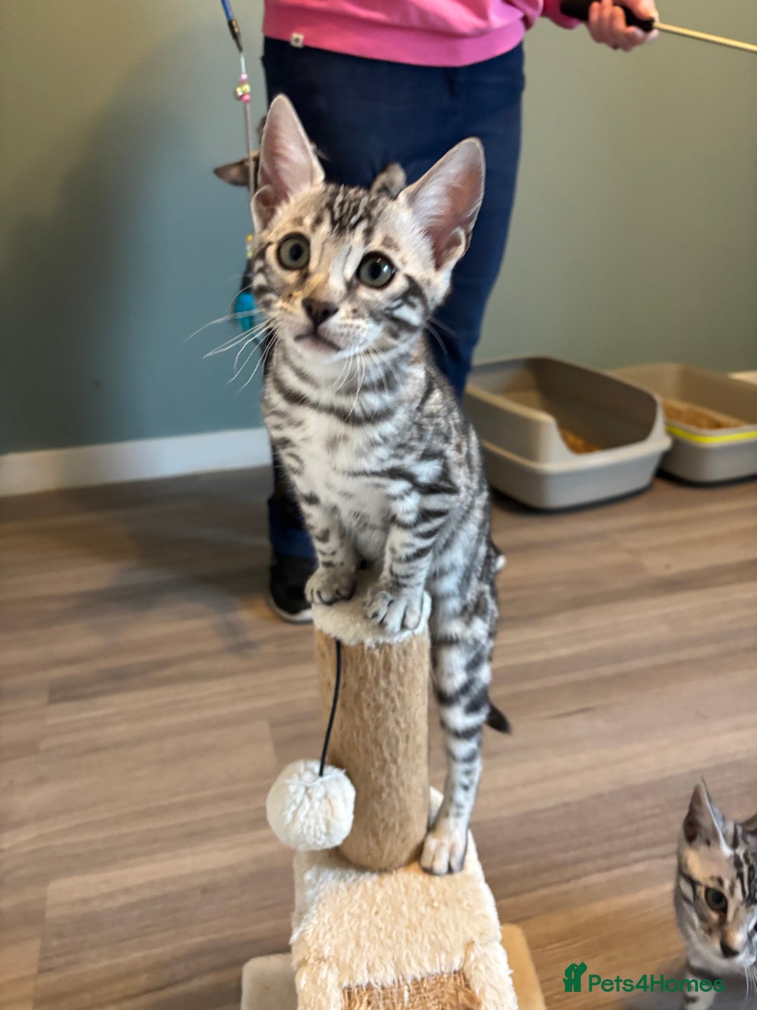 Bengal cats for sale: Stunning silver bengal girl  - Advert 9