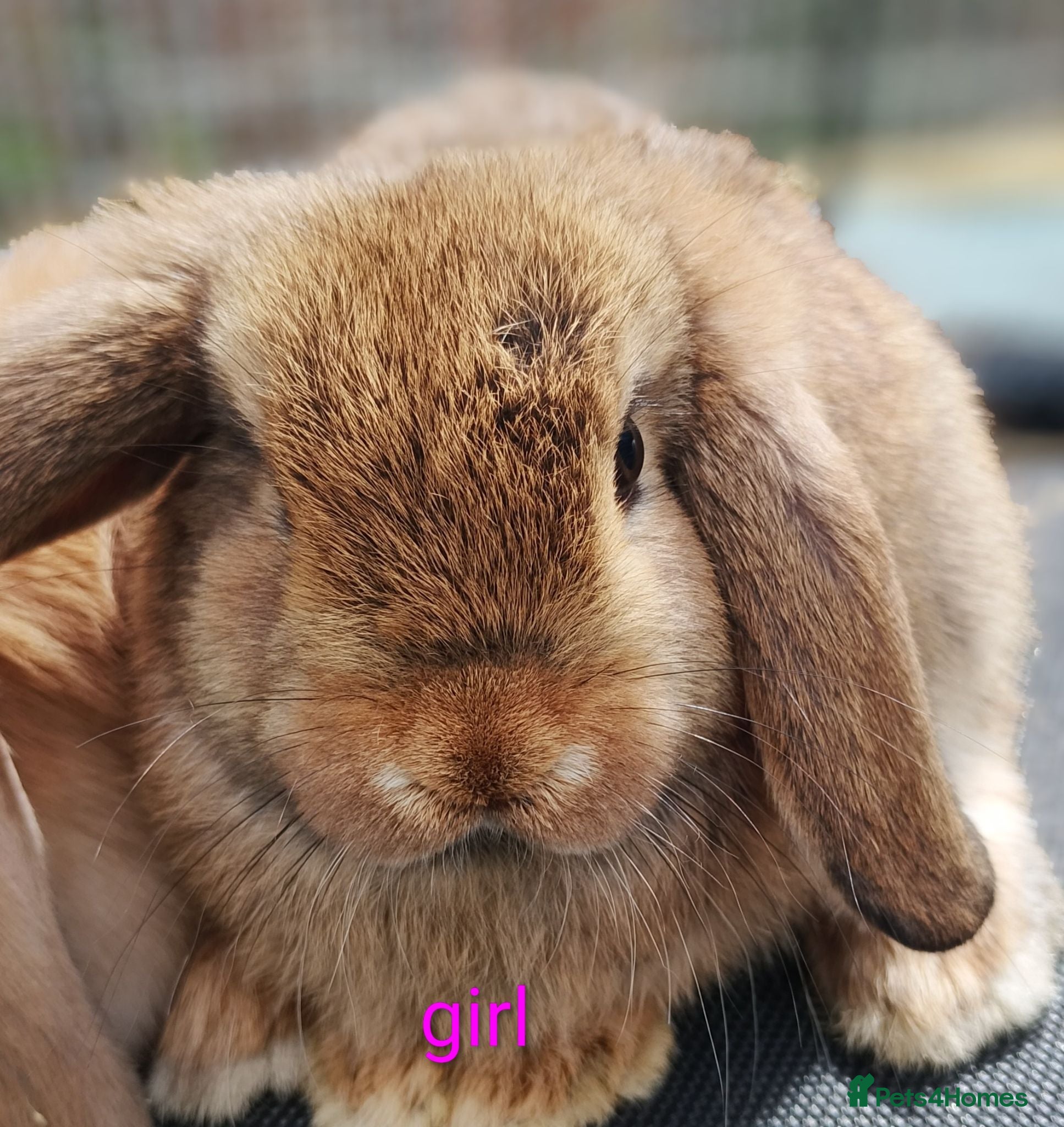 Mini Lop rabbits Pure mini lop Bunny ready to leave - Advert 2