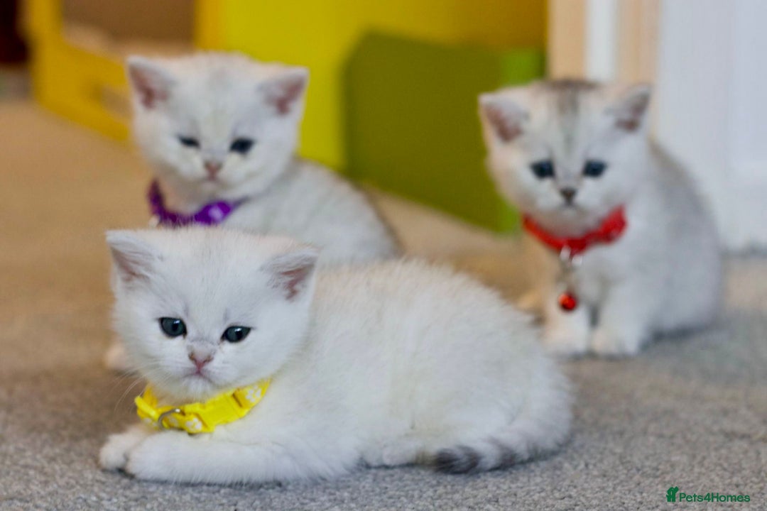 British Shorthair cats for sale: White British Shorthair Kittens – Rare Green Eyes - Advert 4