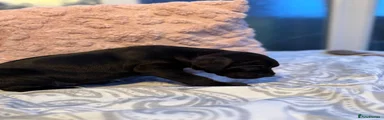 Panther