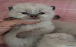 British Shorthair cats for sale: TICA registered colourful littler of BSH kittens  - Image 7