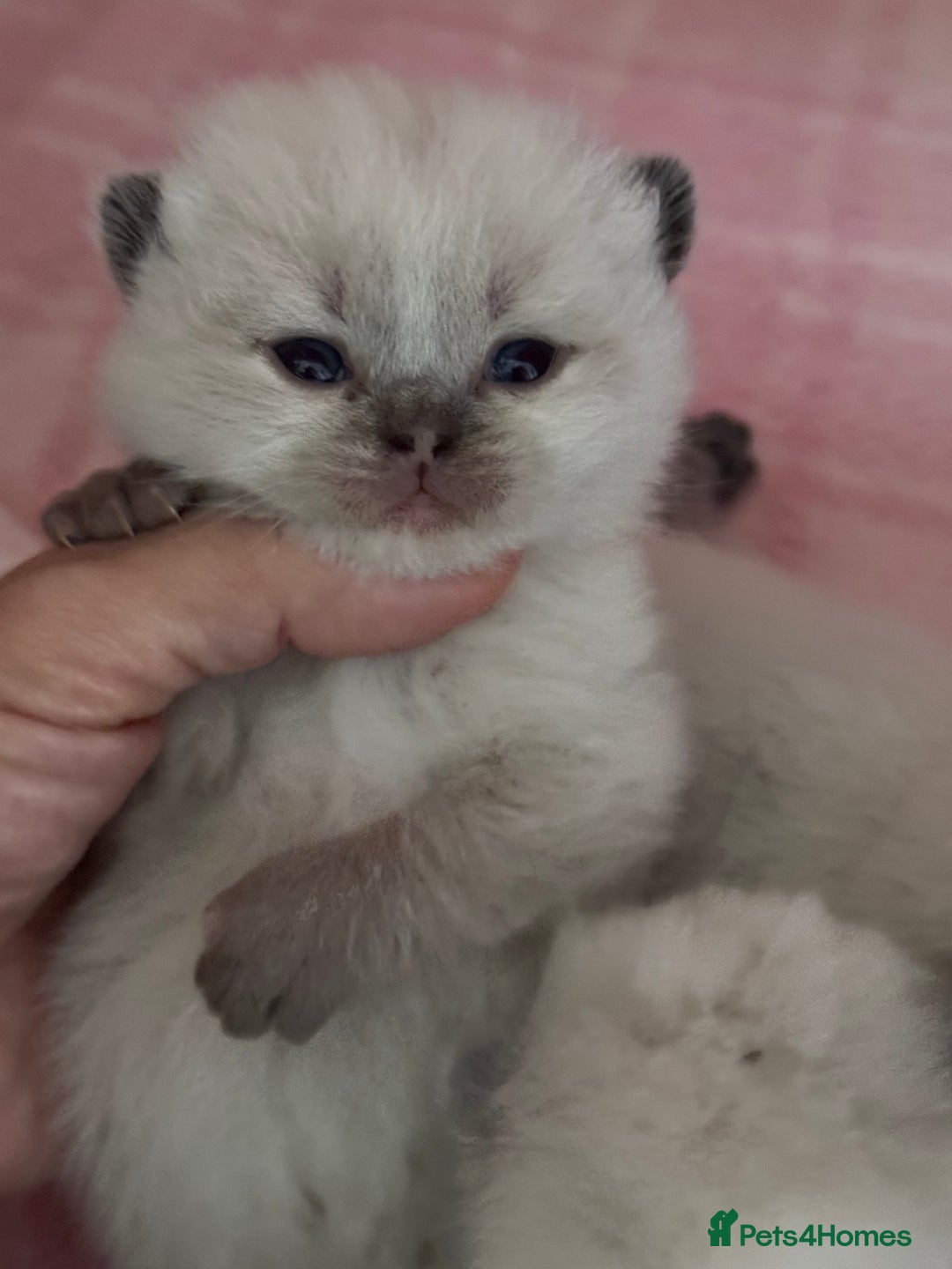 British Shorthair cats for sale: TICA registered colourful littler of BSH kittens  - Image 7