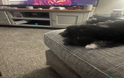 Mixed Breed dogs for sale: One puppy  14 weeks old - Image 4
