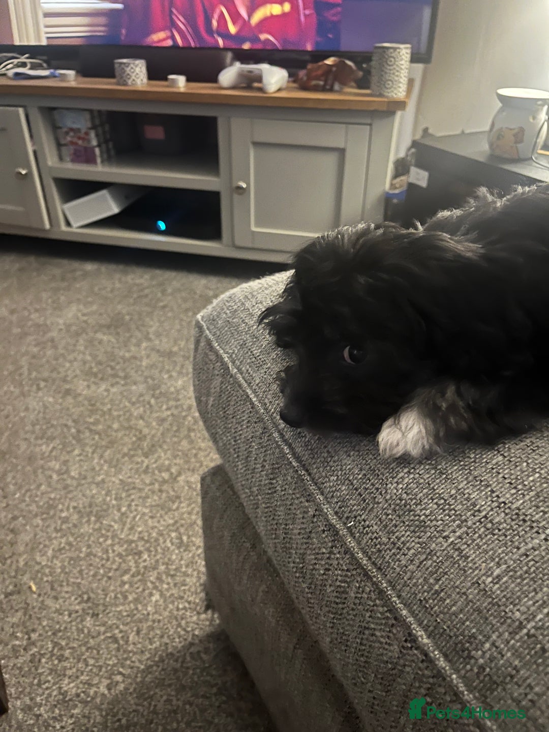 Mixed Breed dogs for sale: One puppy  14 weeks old - Image 4