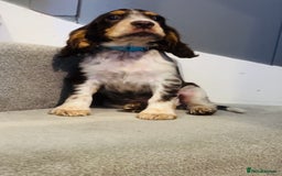 Cocker Spaniel dogs for sale: Cocker spaniel puppies  - Image 3