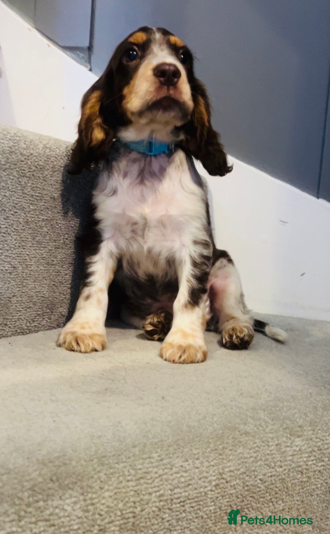 Cocker Spaniel dogs for sale: Cocker spaniel puppies  - Image 3