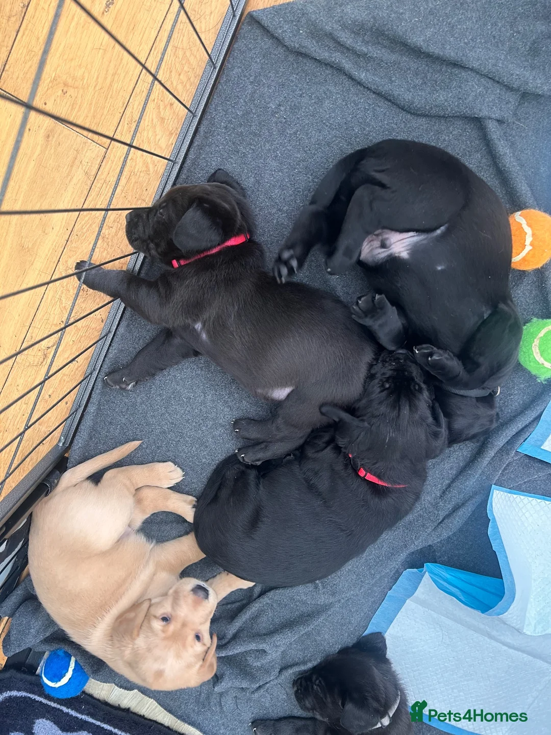 Labrador Retriever dogs for sale: 7 Labrador puppies available. 2 boys, 5 girls.  - Advert 39