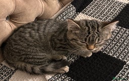 Mixed Breed cats for sale: Female mixed tabby  - Image 6