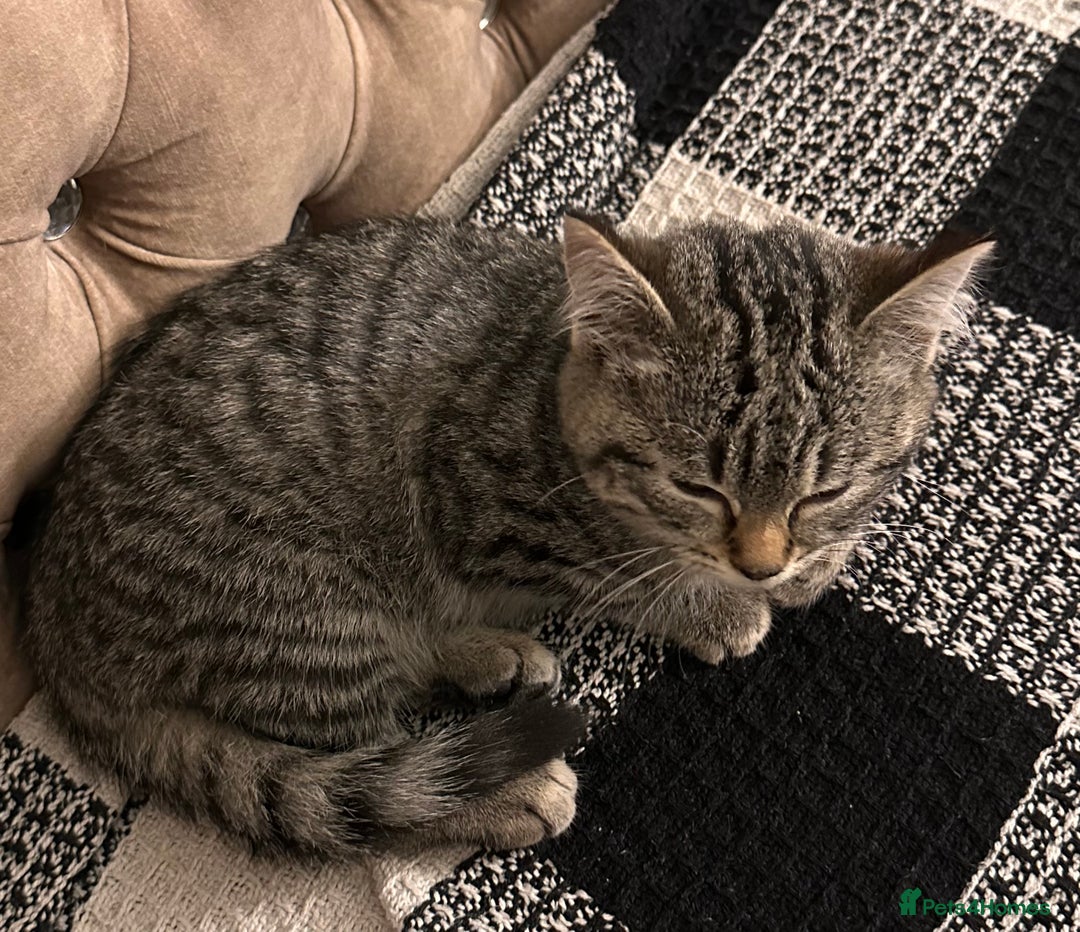 Mixed Breed cats for sale: Female mixed tabby  - Image 6