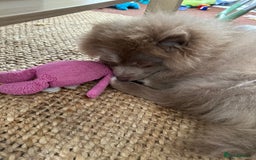 Pomeranian dogs for sale: Adorable pair of 1 year old Pomeranian boys!  - Image 21