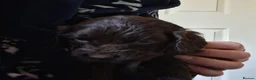 Cocker Spaniel dogs for sale: Beautiful KC Reg Show-Cocker Spaniel puppies  in Doncaster - Advert 24