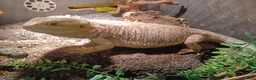 Bearded Dragon reptiles for sale: Bearded dragon - Advert 3