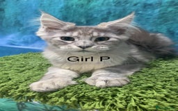 Maine Coon cats for sale: TICA Maine coon kittens polydactyl neutered - Image 6