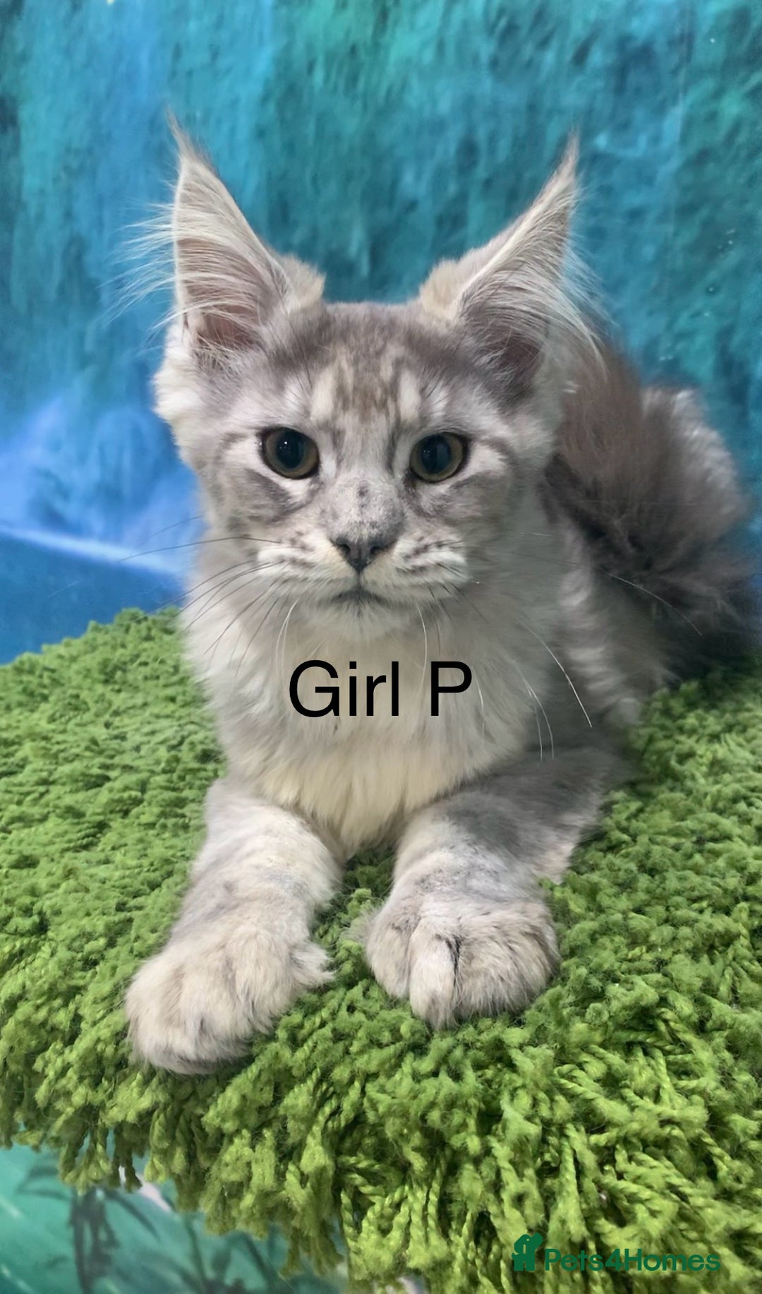 Maine Coon cats for sale: TICA Maine coon kittens polydactyl neutered - Image 6