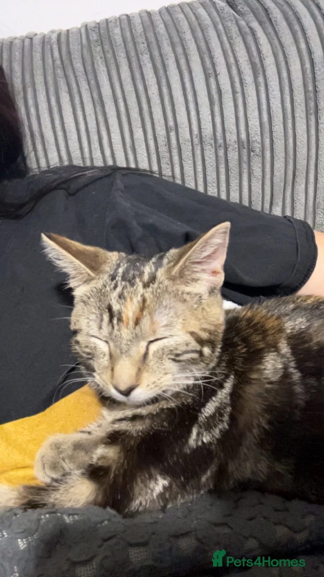 Mixed Breed cats for sale: URGANT sale - Advert 2